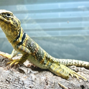 eastern collared lizard for sale 1.png