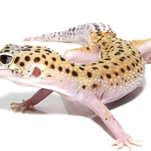eclipse leopard gecko.png