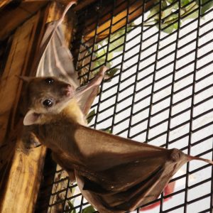 egyptian fruit bat colony.jpg