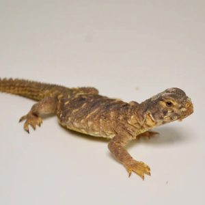 egyptian uromastyx for sale.png