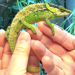 elephant eared chameleon for sale.png