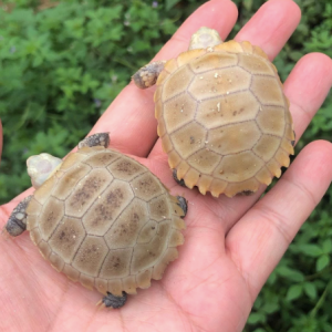 elongated tortoise for sale.png