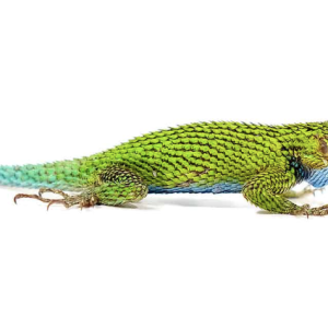 emerald swift for sale .png