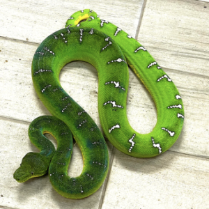 emerald tree boa for sale.png