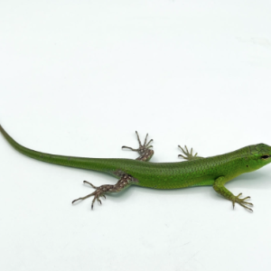 emerald tree skink for sale 1.png