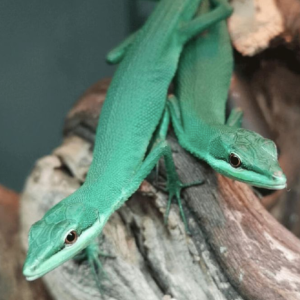 emerald grass lizard.png