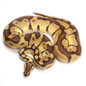 enchi ball python for sale 1.png
