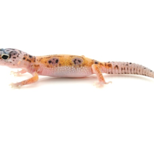 enigma leopard gecko for saleenigma leopard gecko for sale.png