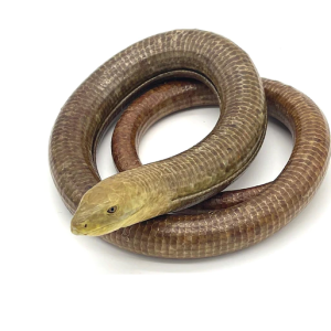 european legless lizard for sale.png