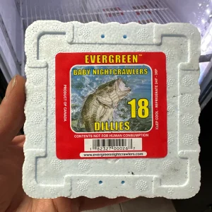 evergreen dillies young earth worms.webp