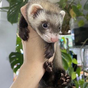 ferrets non marshalls.jpg