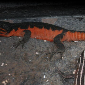 flame belly girdle tail lizard for sale.png