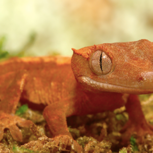 flame dalmatian crested gecko.png