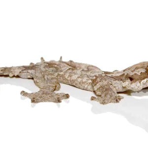 flying gecko for sale.png