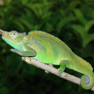 four horned chameleon for sale.png