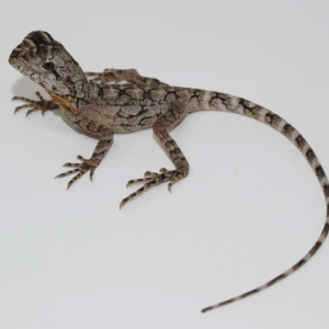 frilled dragon 1.png