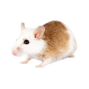 frozen african soft fur rats asf adult.webp