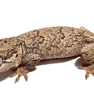 gargoyle gecko for sale 1.png