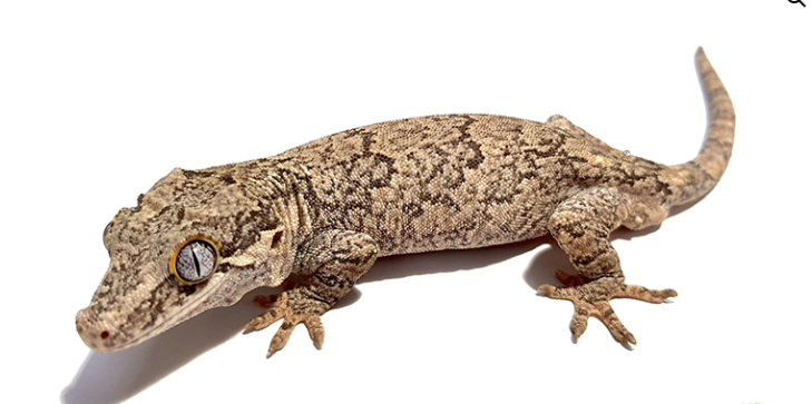 gargoyle gecko for sale 1.png gargoyle gecko for sale 1.png