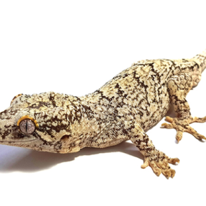 gargoyle gecko for sale.png