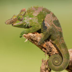 giant fischers chameleon for sale.png