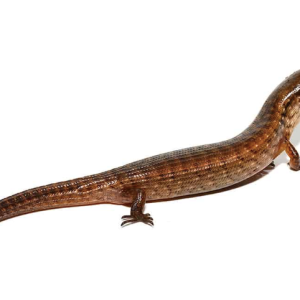 giant hatian galliwasp.png