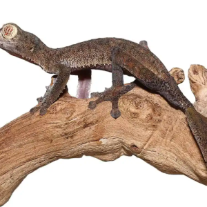 giant leaf tail gecko.png