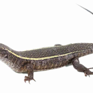 giant plated lizard.png