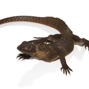 giant sailfin dragon.png