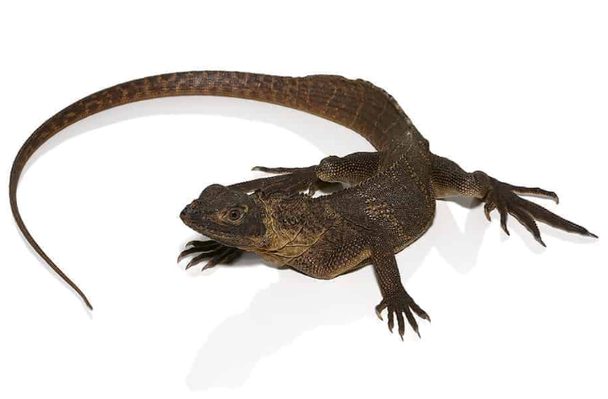 giant sailfin dragon.png giant sailfin dragon.png
