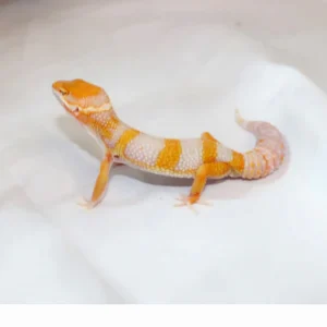 giantemerinetremperleopardgecko 1800x1800.webp