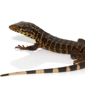 golden tegu for sale.png