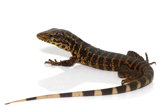 golden tegu for sale.png golden tegu for sale.png