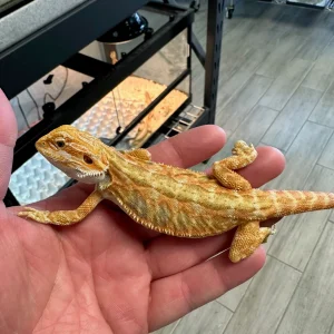 gorgeous citrus red leatherback bearded dragon for sale.webp