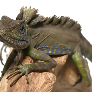 great anglehead lizard.png