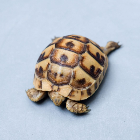 greek tortoise for sale.png greek tortoise for sale.png