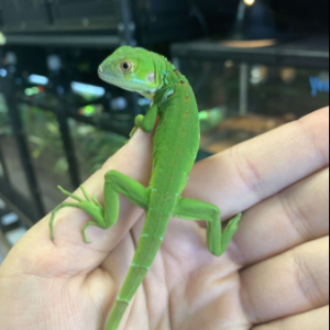 green iguana for sale.png