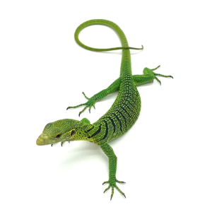 green tree monitor for sale.png
