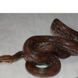 guyana rainbow boa for sale.png