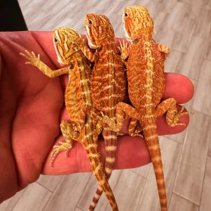 highredbeardeddragonssale 1800x1800.webp