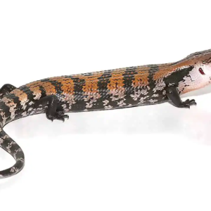 halmahera blue tongue skink.png