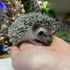 hedgehog babies.jpg