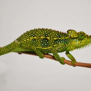 helmeted chameleon for sale.webp