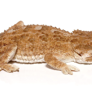 helmeted gecko.png