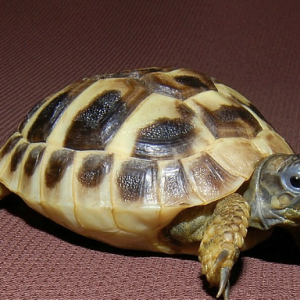 hermanns tortoise for sale 2.png