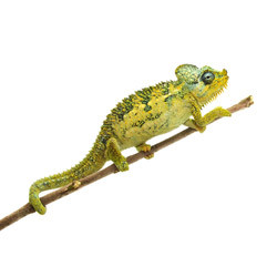 high casque chameleon chamaeleo hoehnelii.jpg