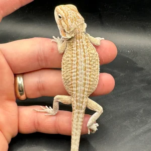 high end het zero bearded dragons for sale.webp
