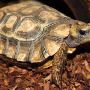 homes hingeback tortoise for sale.png