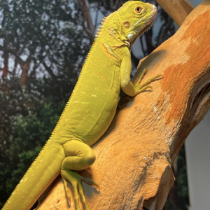 hypo iguana 1.png