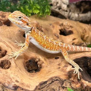 hypo red rain bearded dragon for sale.webp